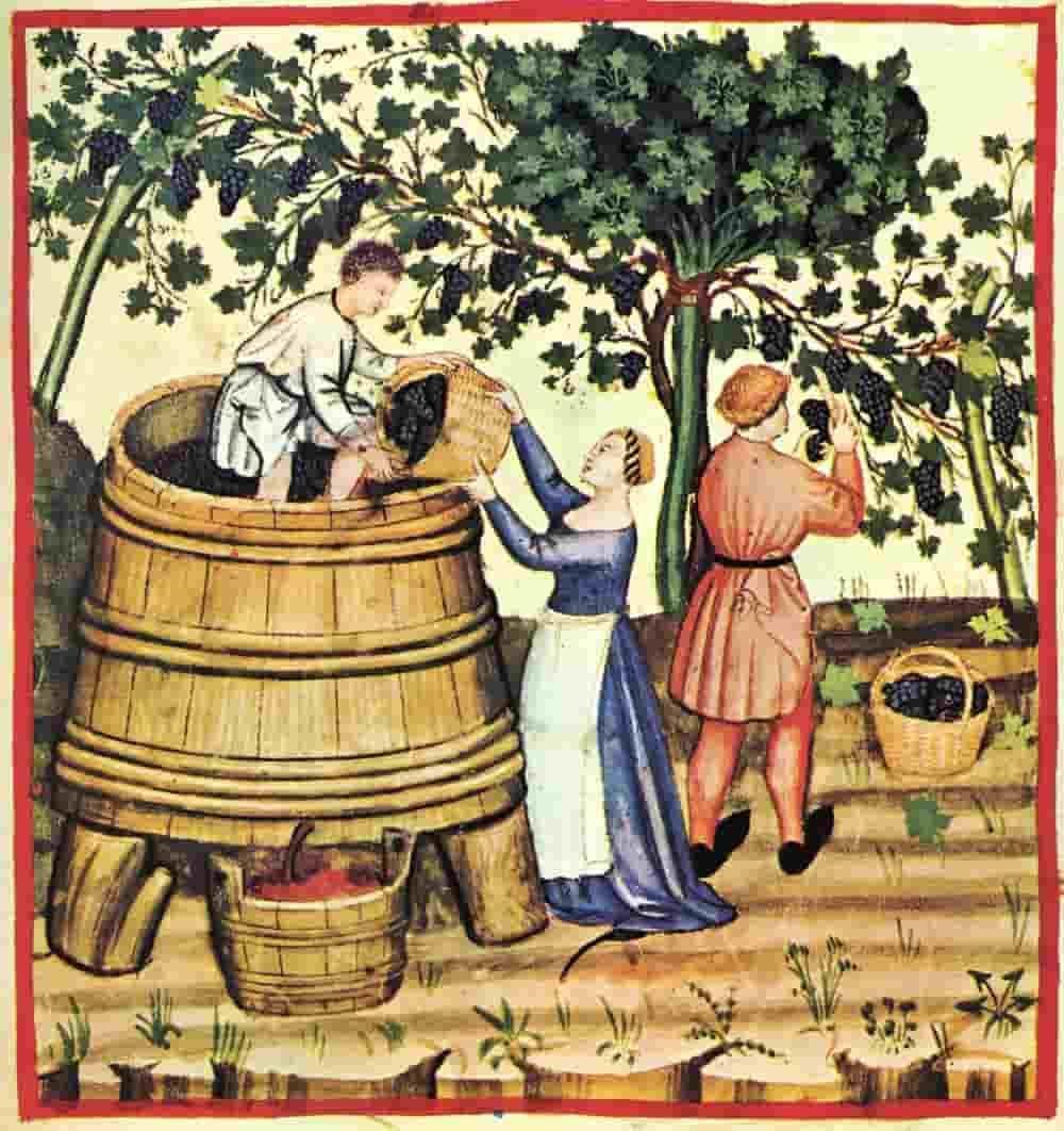 The History of Wine - {{ The Riedel Shop }}