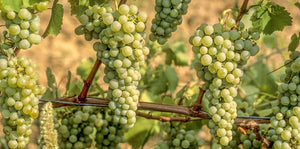 A Summery Look at Sauvignon Blanc - {{ The Riedel Shop }}